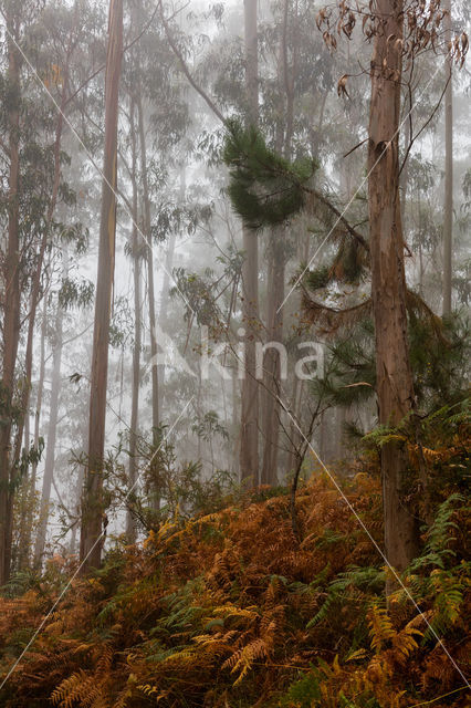 Eucalypthus (Eucalyptus globulus)