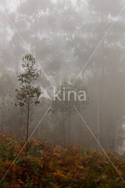 bluegum eucalyptus (Eucalyptus globulus)