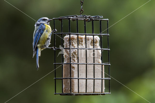 Blue Tit (Parus caeruleus)