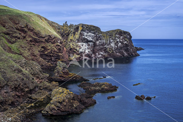 St Abbs Head