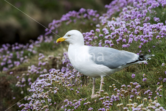 Zilvermeeuw (Larus argentatus)