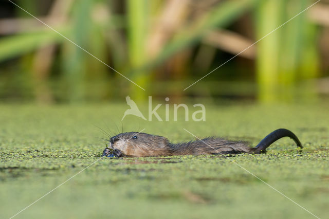 Muskrat (Ondatra zibethicus)