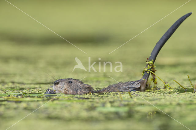 Muskrat (Ondatra zibethicus)