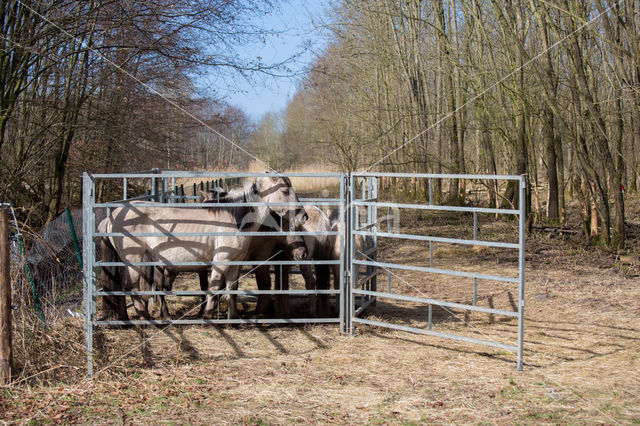 Konik horse (Equus spp)