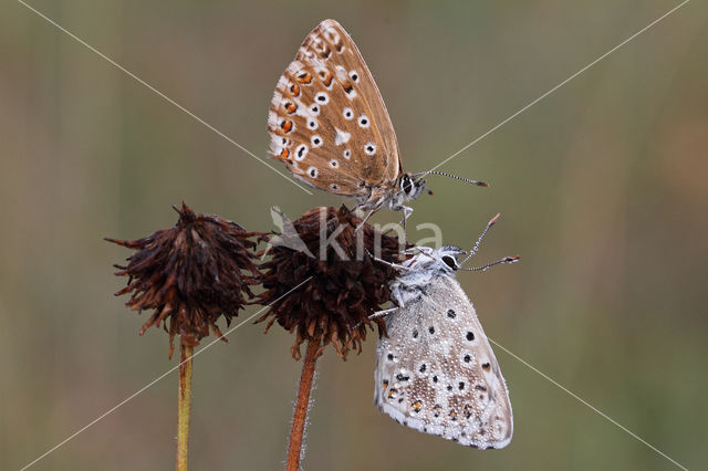 Chalk Hill Blue (Lysandra coridon)