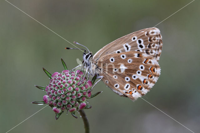 Chalk Hill Blue (Lysandra coridon)