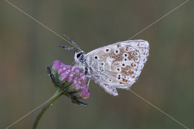 Bleek blauwtje (Lysandra coridon)