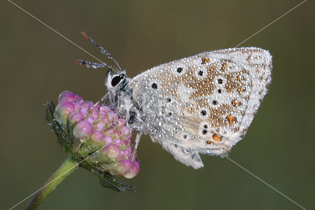 Bleek blauwtje (Lysandra coridon)