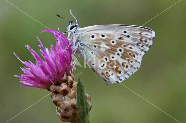 Chalk Hill Blue (Lysandra coridon)