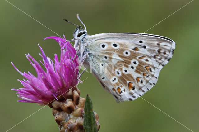 Chalk Hill Blue (Lysandra coridon)