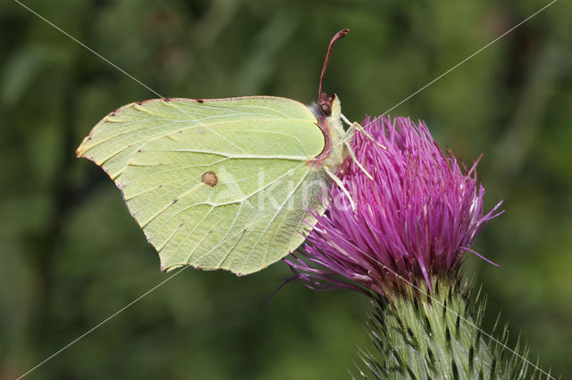 Citroenvlinder (Gonepteryx rhamni)