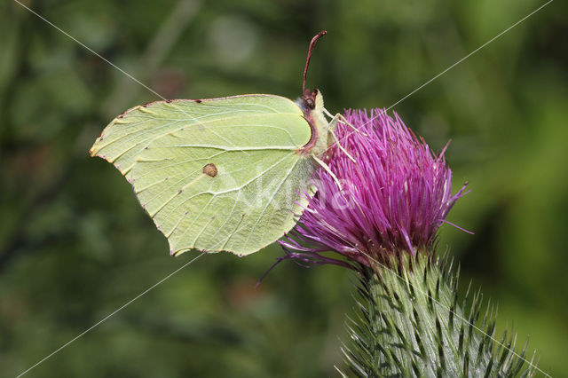 Citroenvlinder (Gonepteryx rhamni)