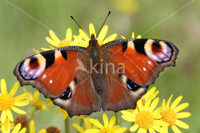 Peacock (Inachis io)