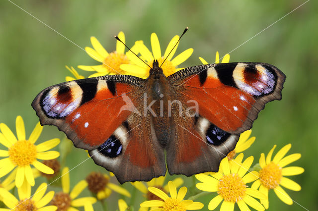 Peacock (Inachis io)