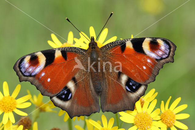 Peacock (Inachis io)