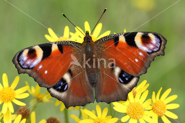 Peacock (Inachis io)