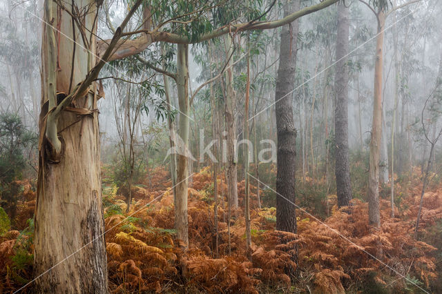 Eucalyptus diversicolor