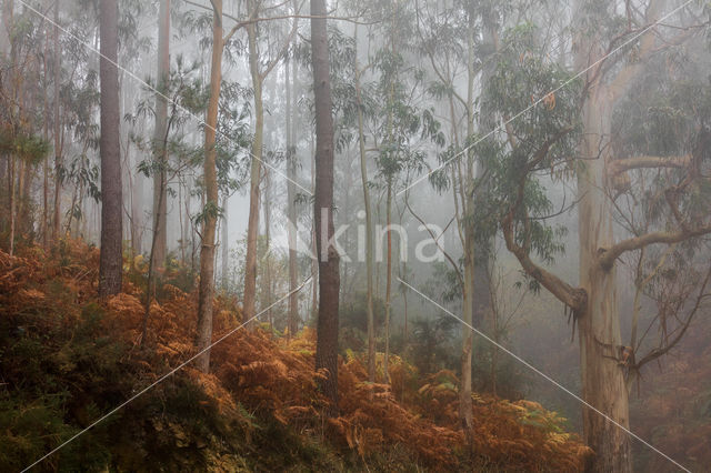 Eucalyptus (Eucalyptus diversicolor)