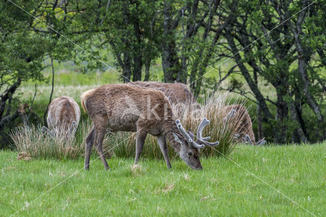 Red Deer (Cervus elaphus)