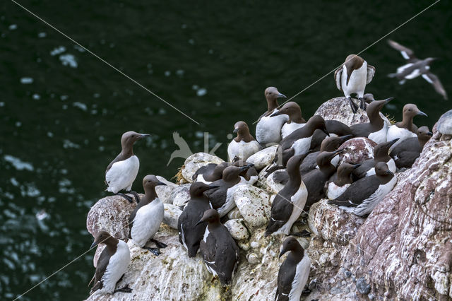 Guillemot