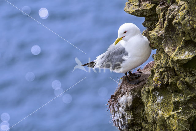 Black-legged Kittiwake (Rissa tridactyla)