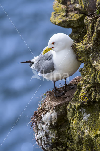 Black-legged Kittiwake (Rissa tridactyla)