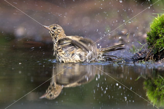 Boompieper (Anthus trivialis)