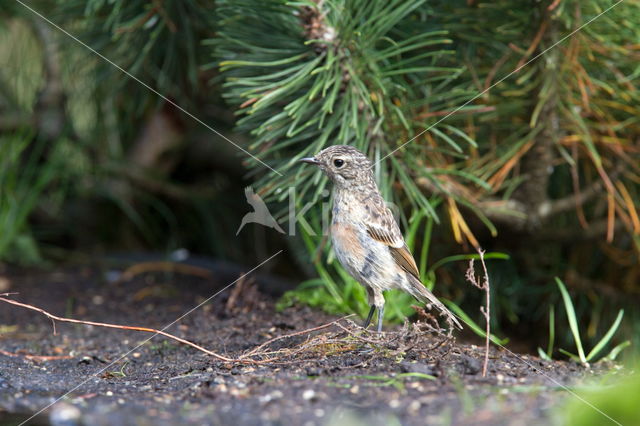 Roodborsttapuit (Saxicola rubicola)