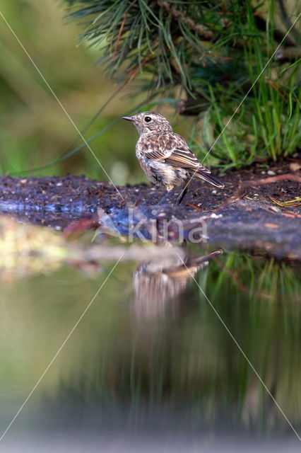 Roodborsttapuit (Saxicola rubicola)