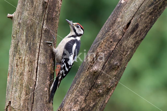 Grote Bonte Specht (Dendrocopos major)