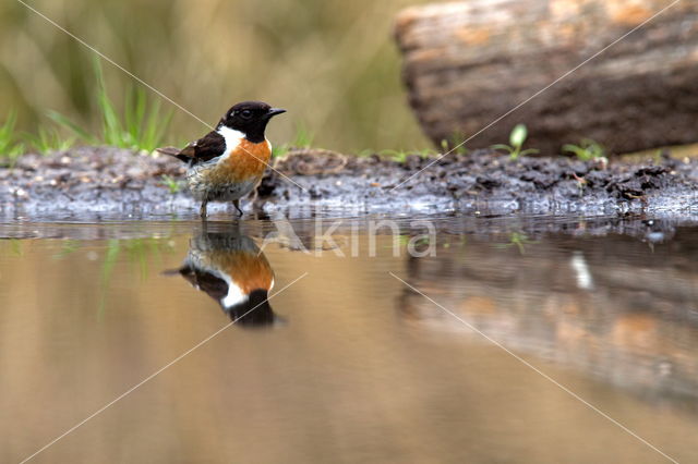 Roodborsttapuit (Saxicola rubicola)