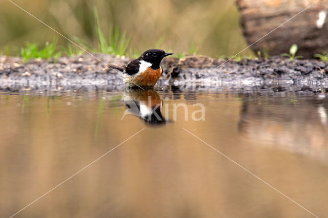 Roodborsttapuit (Saxicola rubicola)