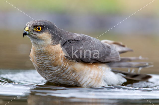 Sperwer (Accipiter nisus)