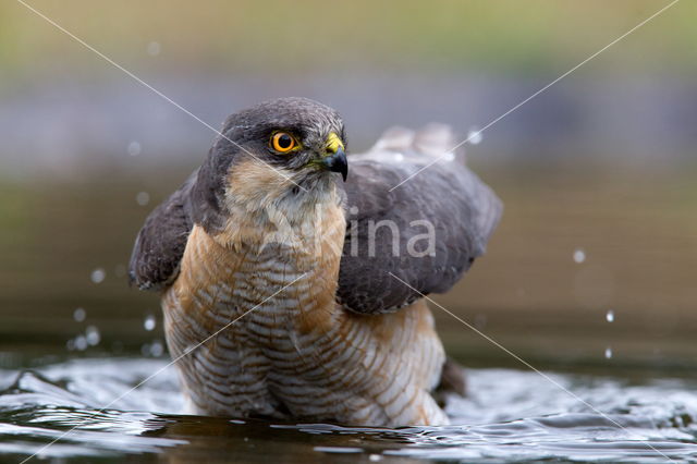 Sparrow Hawk (Accipiter nisus)