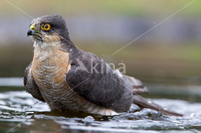 Sparrow Hawk (Accipiter nisus)