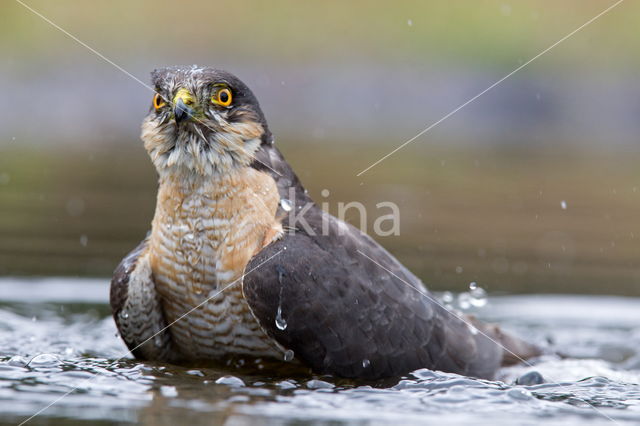 Sperwer (Accipiter nisus)