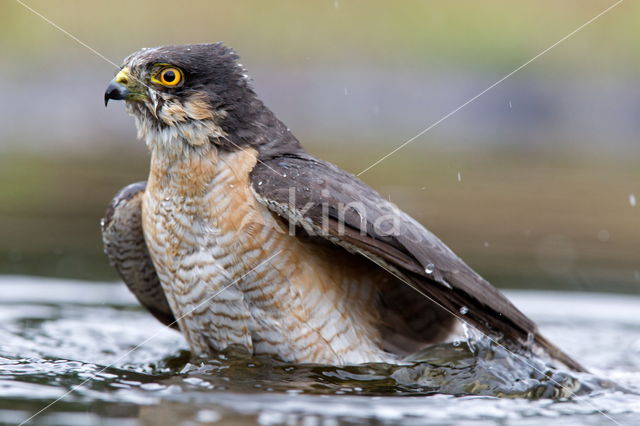 Sparrow Hawk (Accipiter nisus)