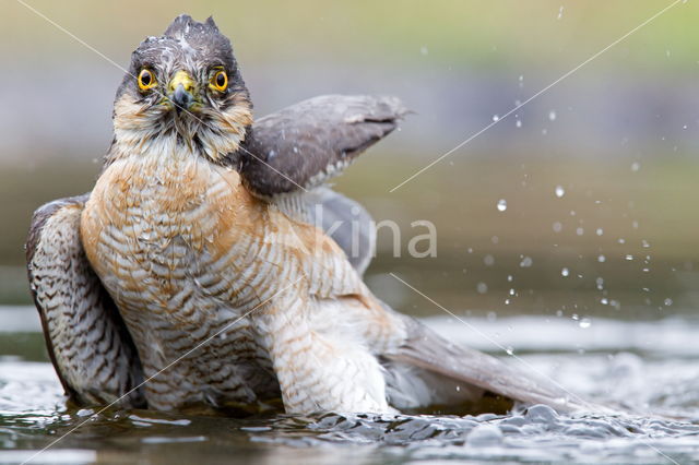 Sperwer (Accipiter nisus)