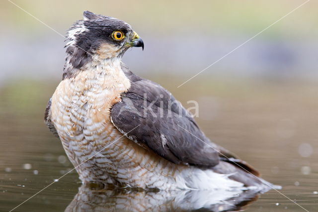 Sparrow Hawk (Accipiter nisus)