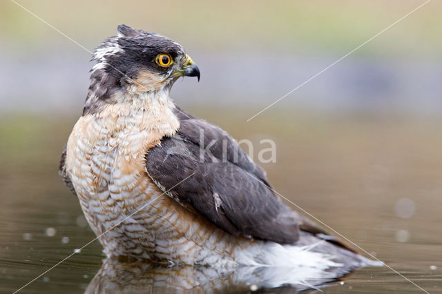 Sperwer (Accipiter nisus)