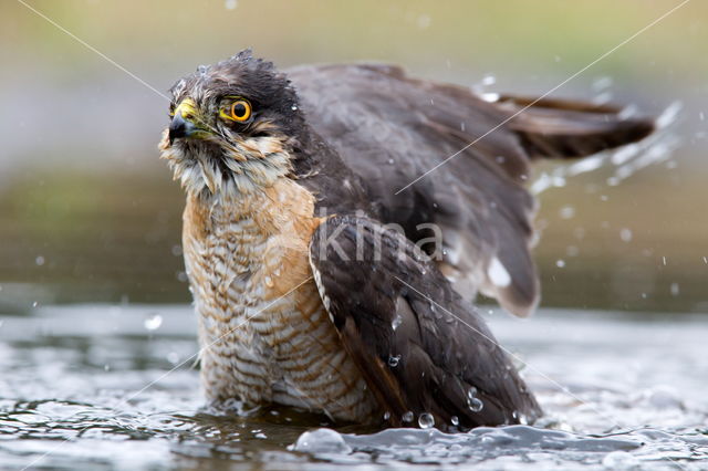 Sperwer (Accipiter nisus)