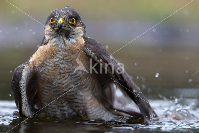 Sparrow Hawk (Accipiter nisus)