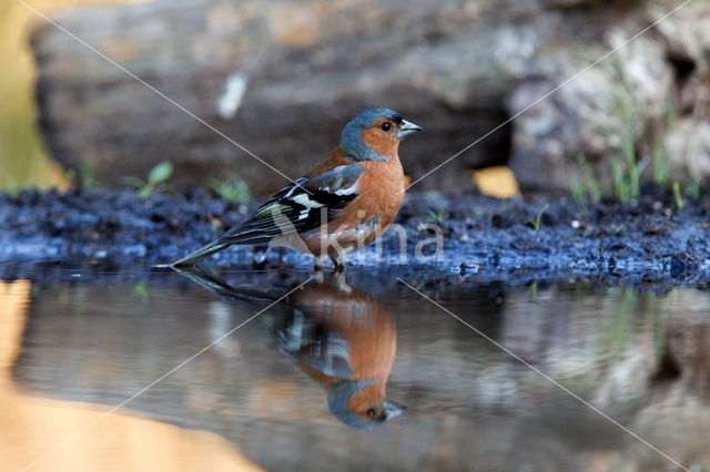 Eurasian Jay (Garrulus glandarius)