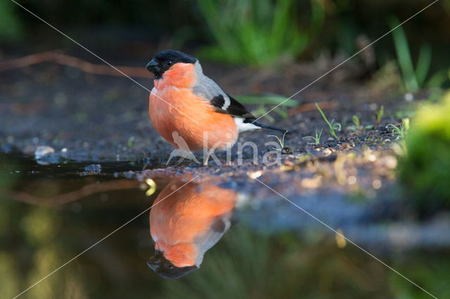 Eurasian Bullfinch (Pyrrhula pyrrhula)