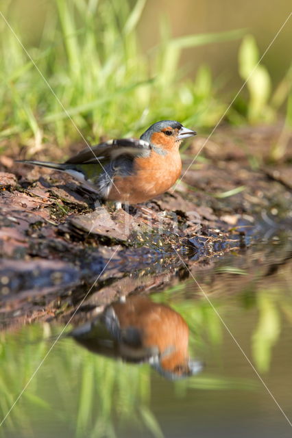 Vink (Fringilla coelebs)