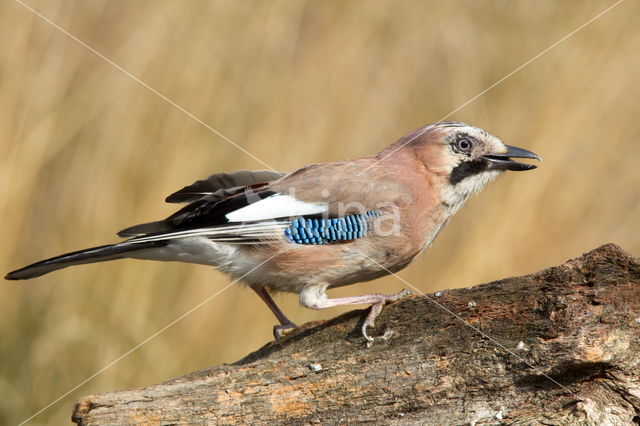 Vlaamse Gaai (Garrulus glandarius)