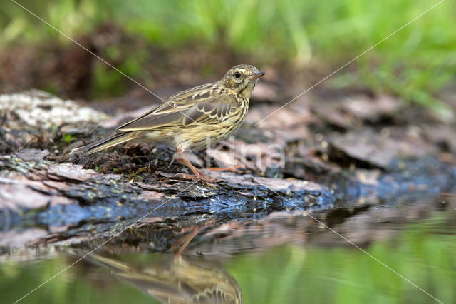 Tree Pipit (Anthus trivialis)