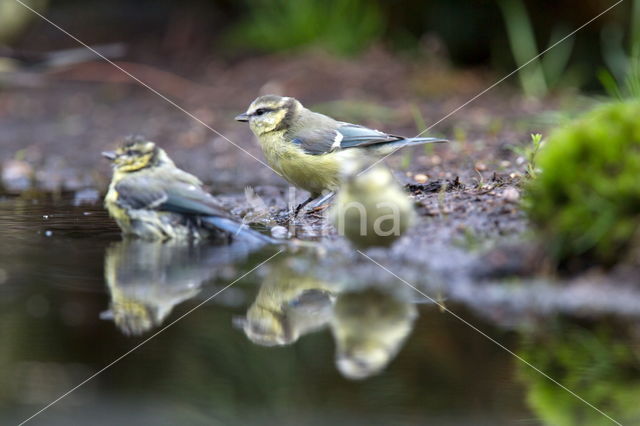 Pimpelmees (Parus caeruleus)