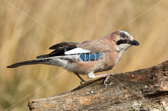 Vlaamse Gaai (Garrulus glandarius)