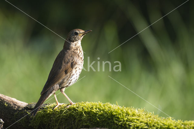 Zanglijster (Turdus philomelos)